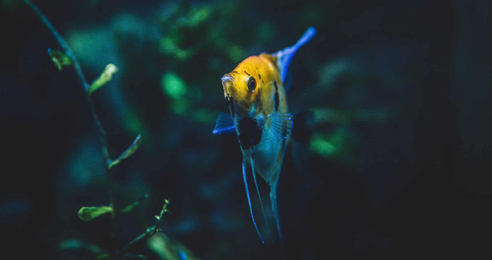 Angel Fish, micropoetry written by J C Thomas at Spillwords.com