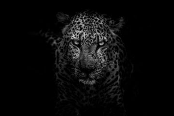 Leopard, a poem written by Stanley Wilkin at Spillwords.com