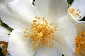 Mock Orange, a poem by Louise Glück at Spillwords.com