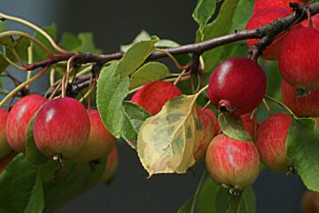 Paradise Apples, a poem by Irena Ewa Idzikowska at Spillwords.com