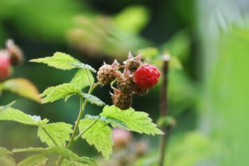 RASPBERRIES, short story by Dianne Moritz at Spillwords.com