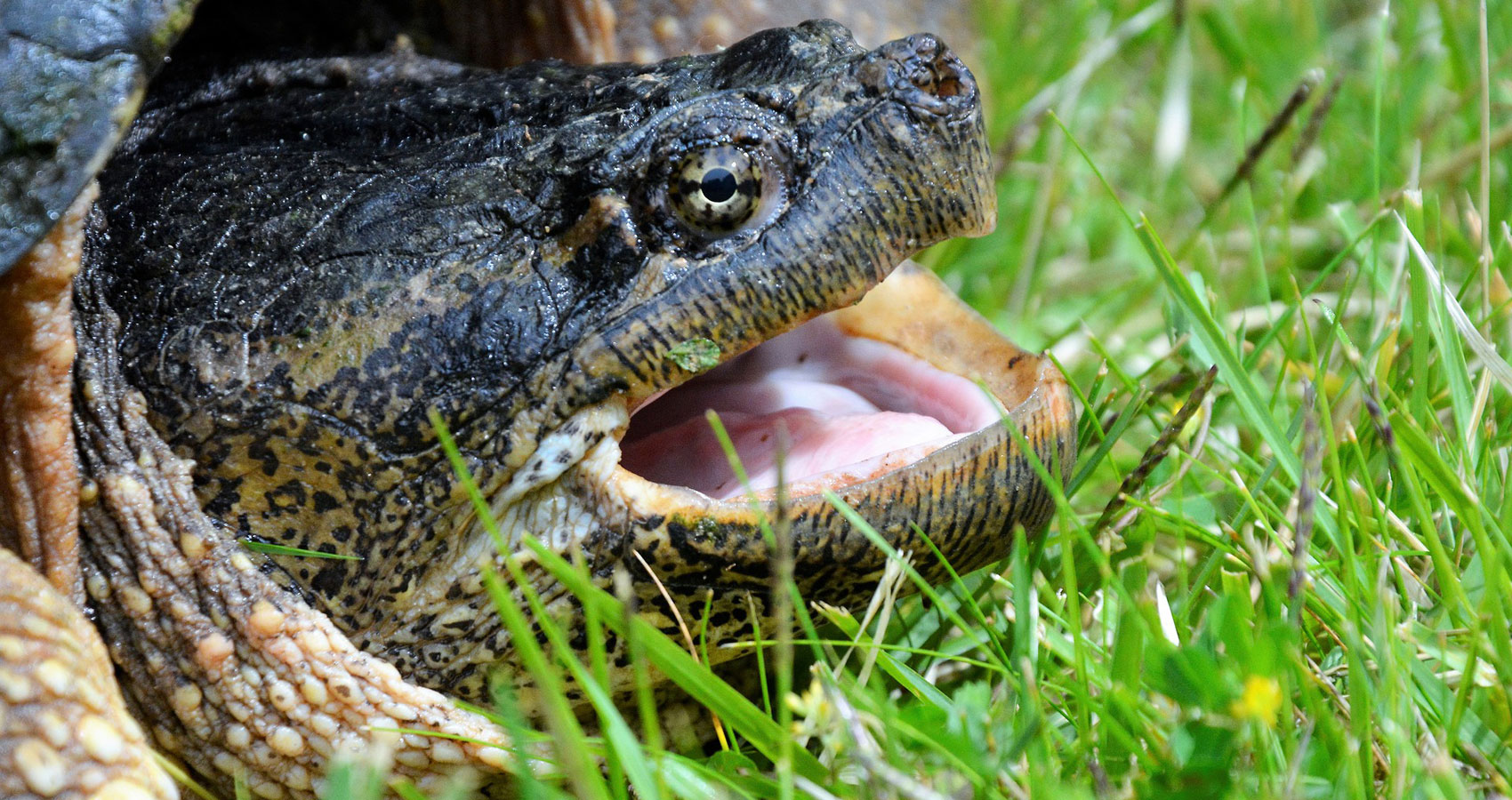 Snapping Turtle, a haiku written by John R. Cobb at Spillwords.com