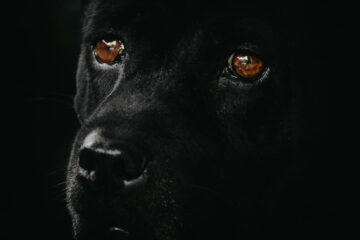 The Bark of The Black Dog, poetry by Patrick Doran at Spillwords.com