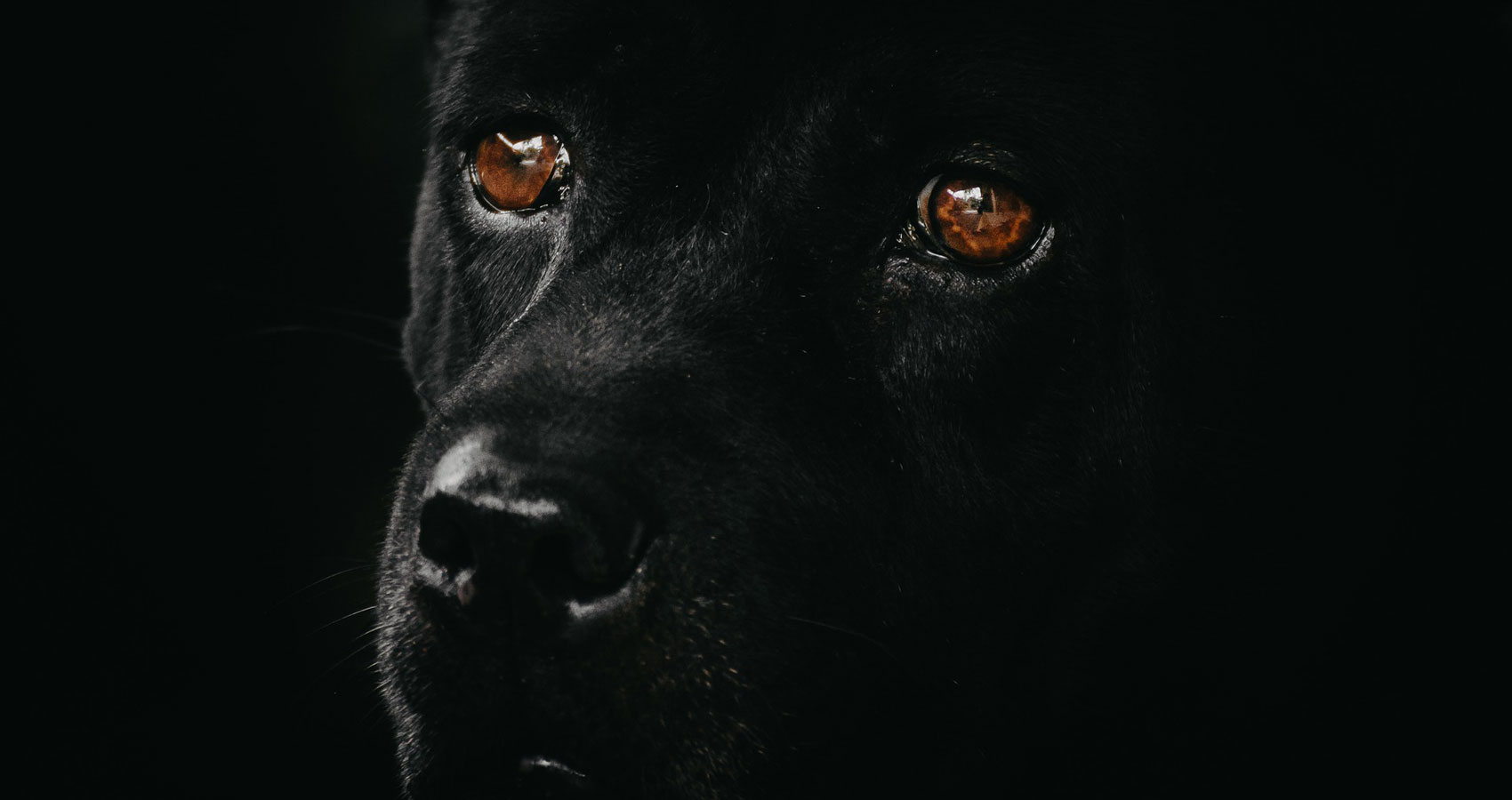 The Bark of The Black Dog, poetry by Patrick Doran at Spillwords.com