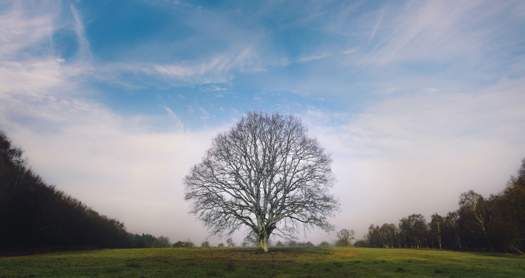 Trees, a poem written by Joyce Kilmer at Spillwords.com