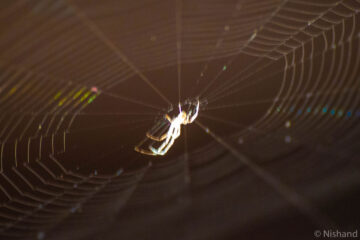 A Spider's Saga, poetry by Nishand Venugopal at Spillwords.com