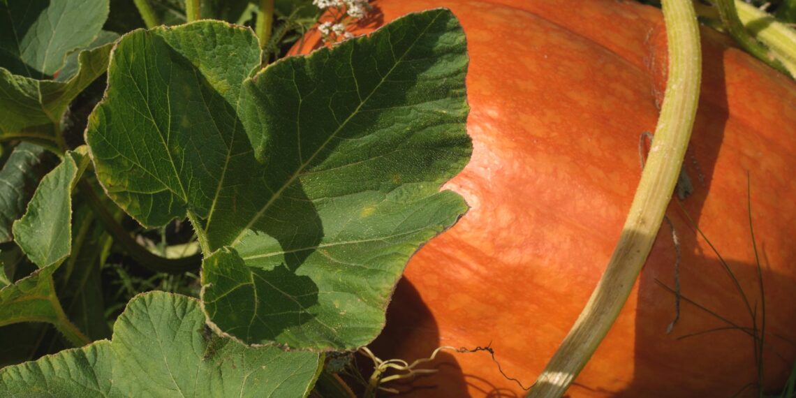 Pumpkin Seeds, a short story by Jim Bates at Spillwords.com