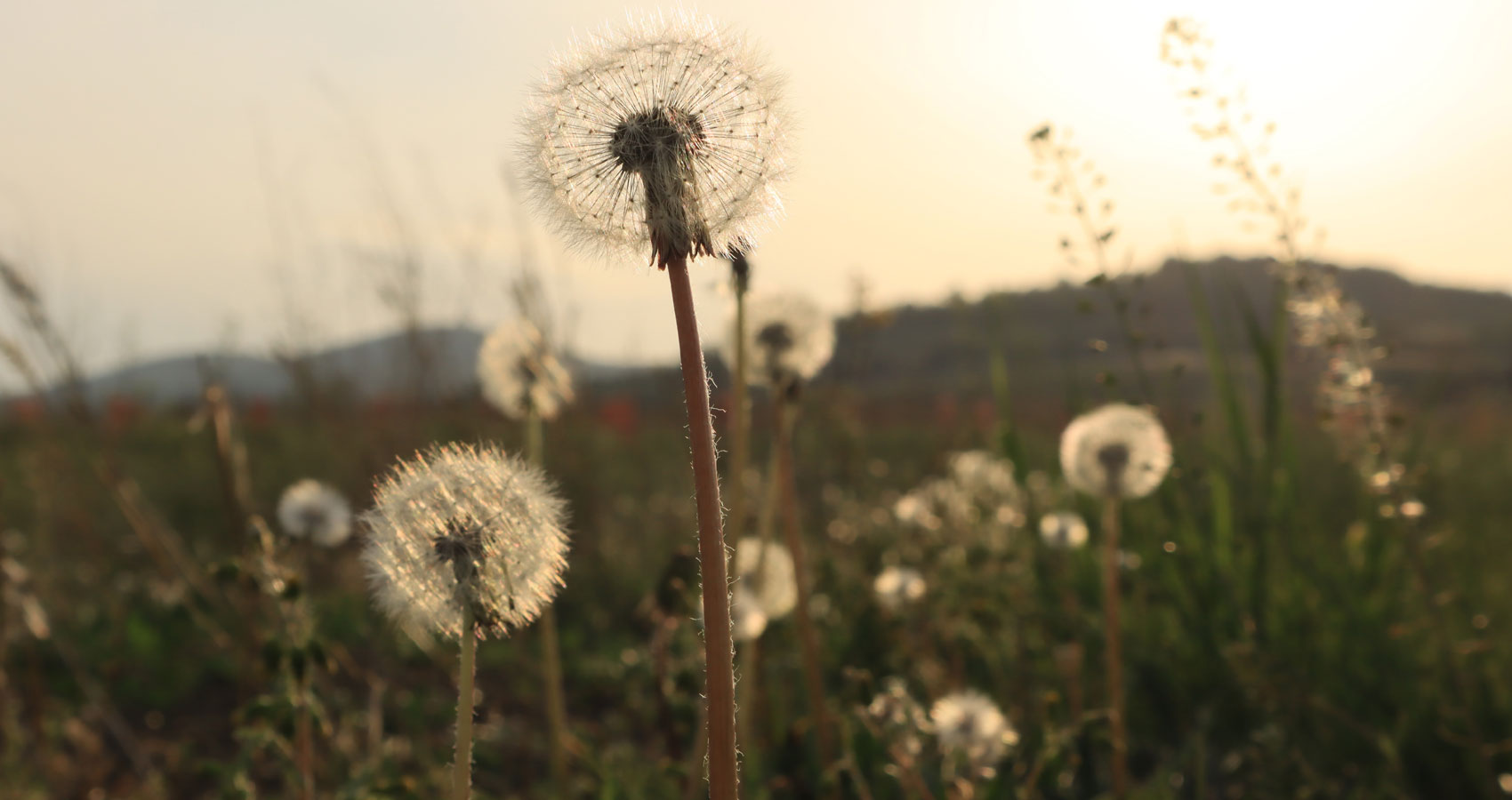 Wishing On Dandelions, poetry by Andrada Costoiu at Spillwords.com