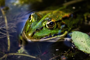 The Frog, a poem by Christina Rossetti at Spillwords.com