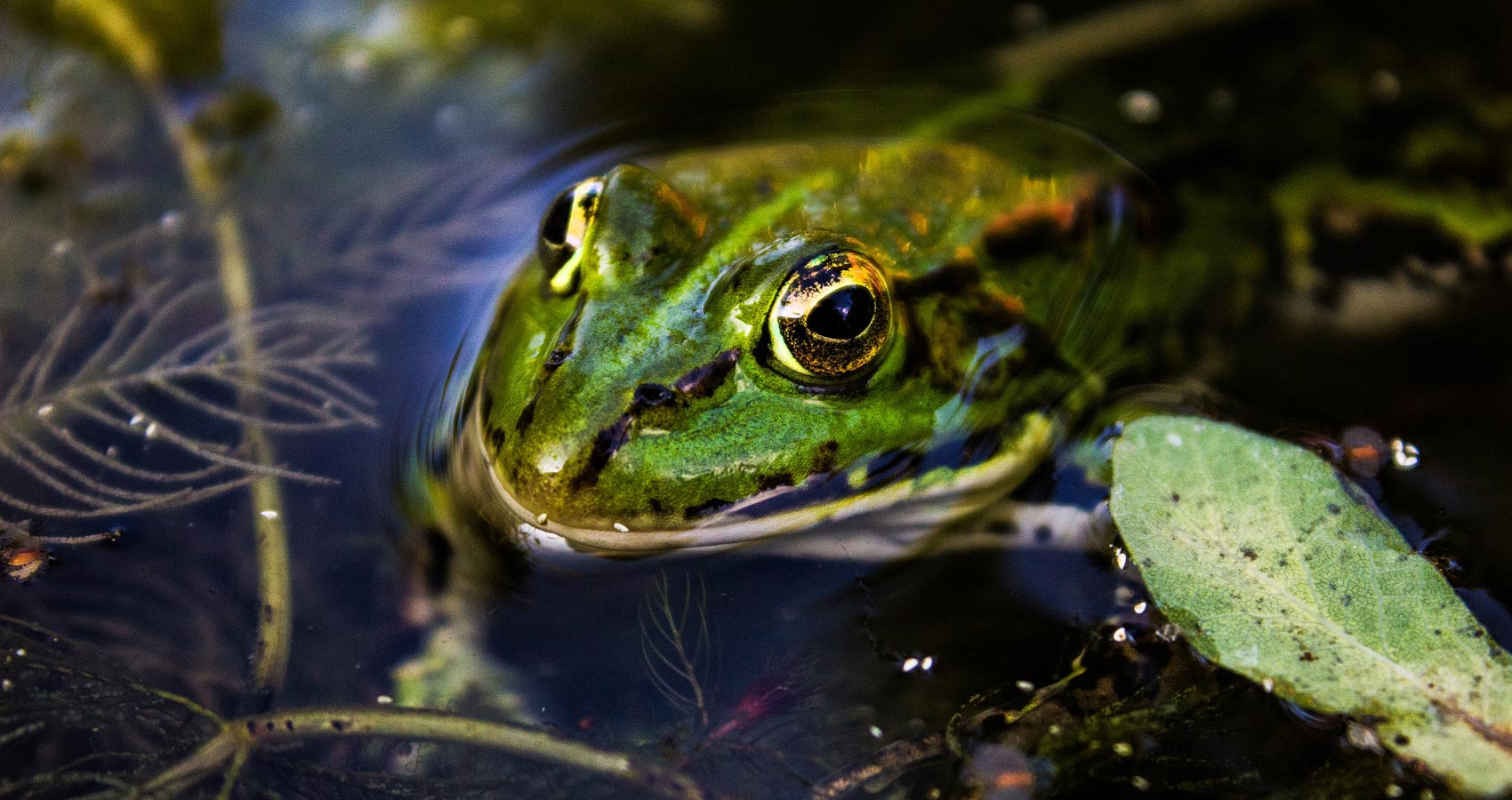 The Frog, a poem by Christina Rossetti at Spillwords.com