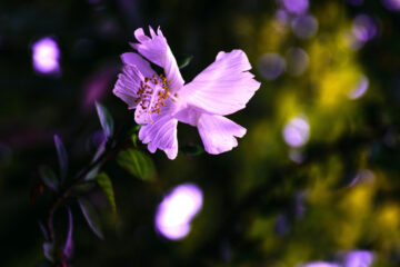 The Gardener's Flowers, a poem by Nattie O'Sheggzy at Spillwords.com