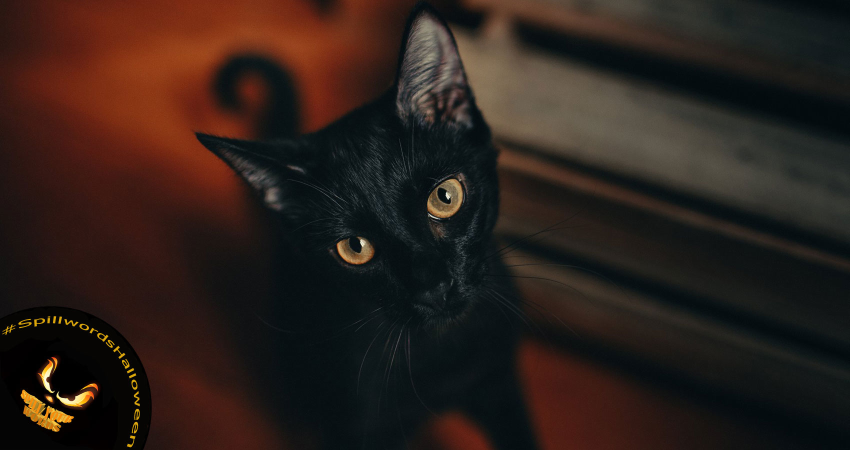 Witches Cats, a poem by Jaya Avendel at Spillwords.com