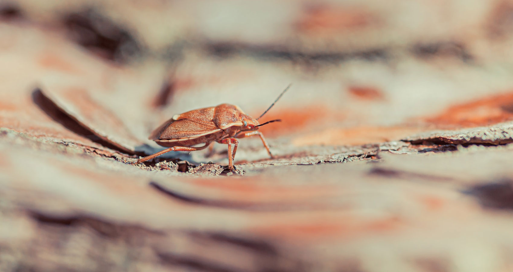 Cockroach, a short story written by Andrew Scobie at Spillwords.com