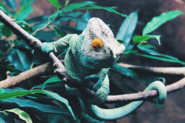 Chameleon Stereotypes, poetry written by Tinashe Muza at Spillwords.com