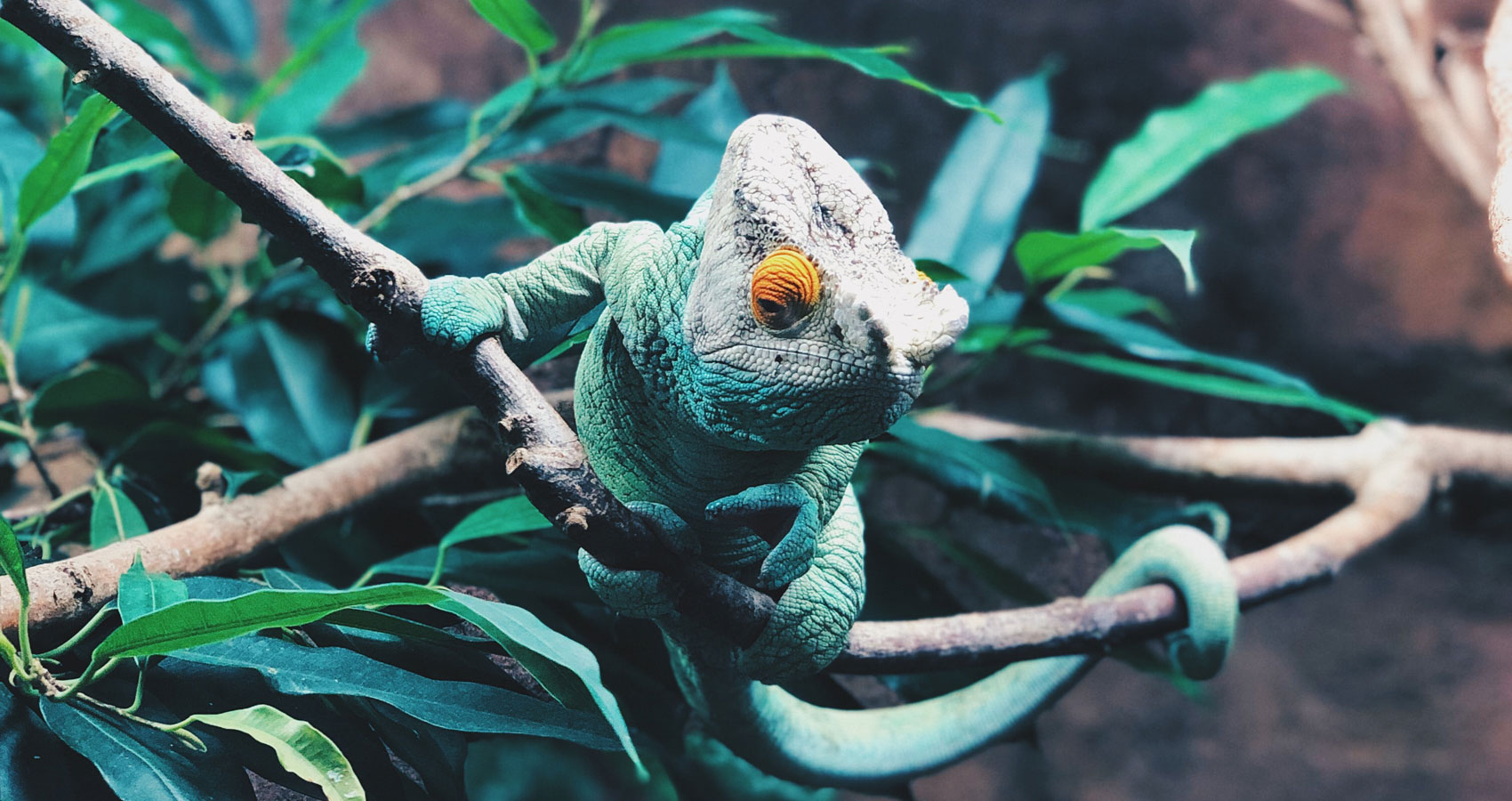 Chameleon Stereotypes, poetry written by Tinashe Muza at Spillwords.com
