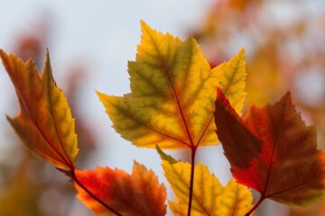 Fall, a poem written by Leila Ziari at Spillwords.com