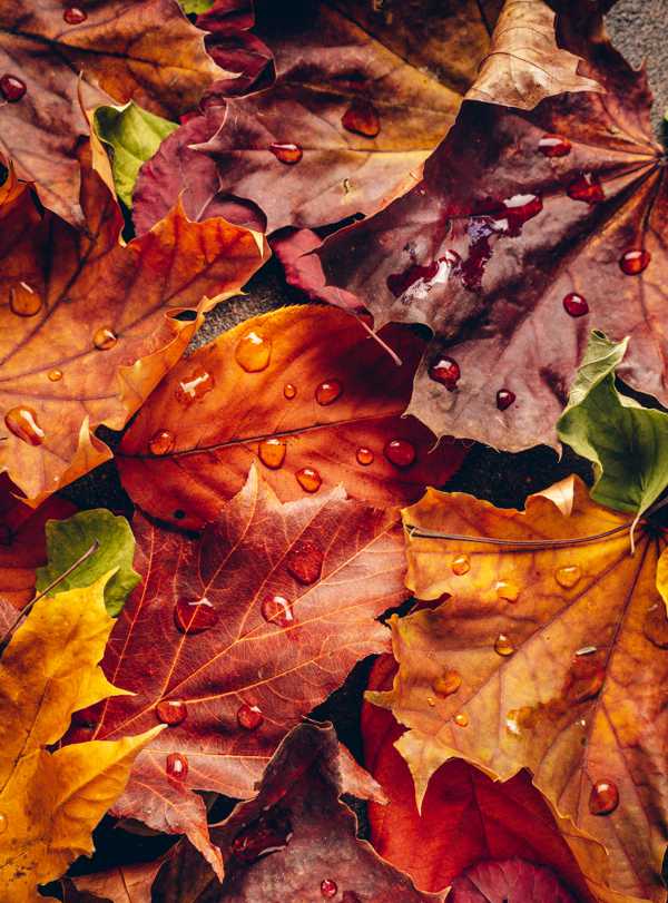 Autumn themed literary works at Spillwords.com