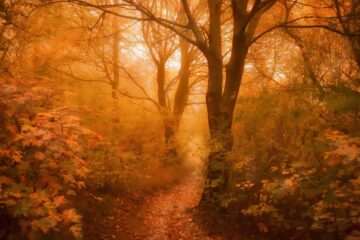 Autumn Wings, micropoetry by Joyanne O'Donnell at Spillwords.com