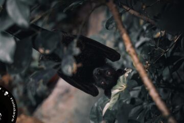 Bats and Their Thoughts, poem by Nishand Venugopal at Spillwords.com