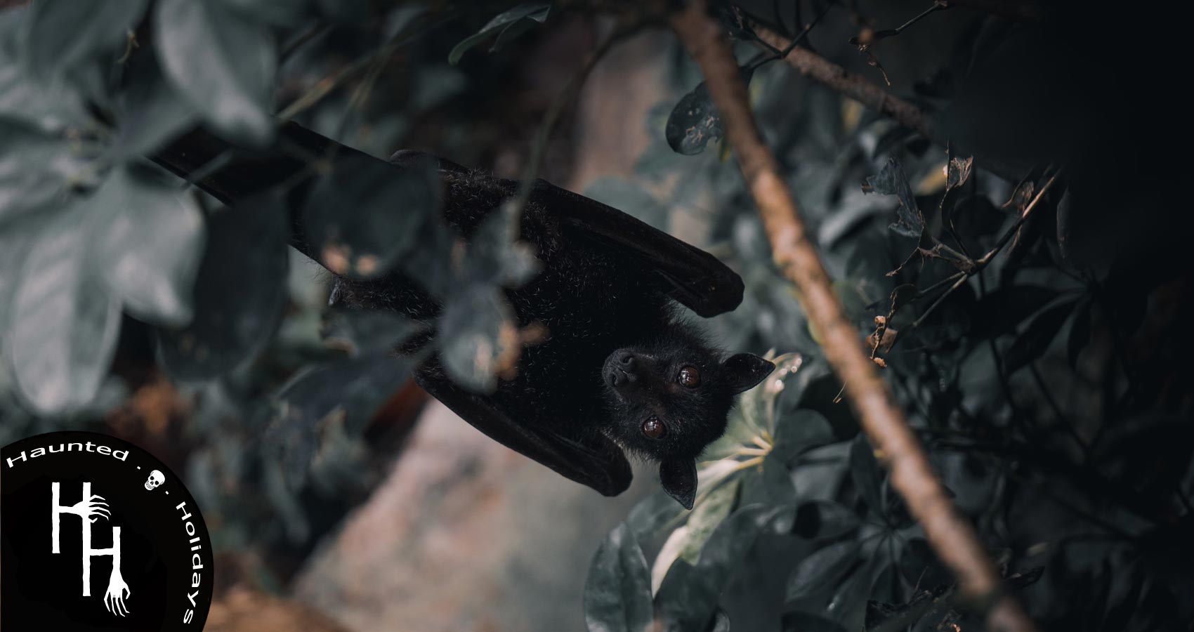 Bats and Their Thoughts, poem by Nishand Venugopal at Spillwords.com