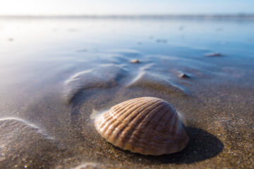 Just A Shell Story, a poem by Emalisa Rose at Spillwords.com