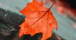 The Maple Leaf, a short story by Jim Bates at Spillwords.com