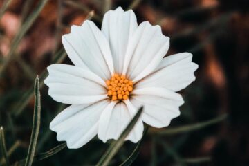 Wildflower, poetry written by Huda Tariq at Spillwords.com
