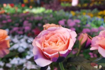 Garden of Roses, a poem by Elizabeth O. Ogunmodede at Spillwords.com