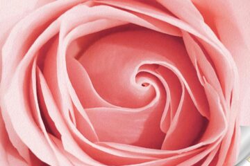 La Vie en Rose, poetry by Bhavya Prabhakar at Spillwords.com