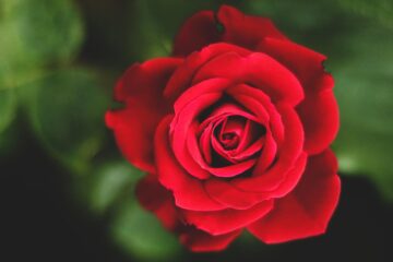 Red Rose, a poem by Bhakta Bahadur Basnet at Spillwords.com