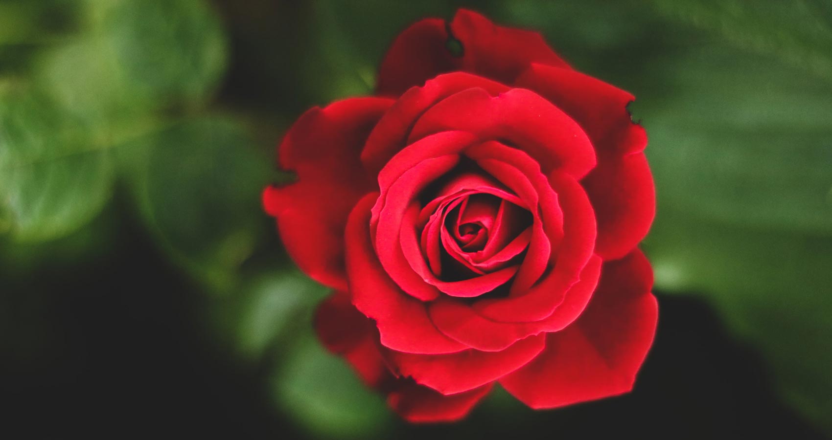Red Rose, a poem by Bhakta Bahadur Basnet at Spillwords.com