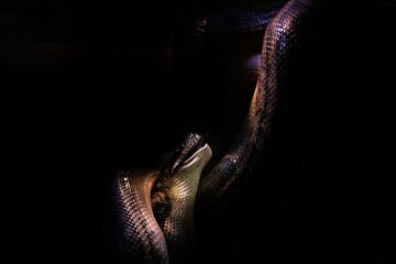 Tomorrow There Is A Snake, short story by S.C. Denton at Spillwords.com