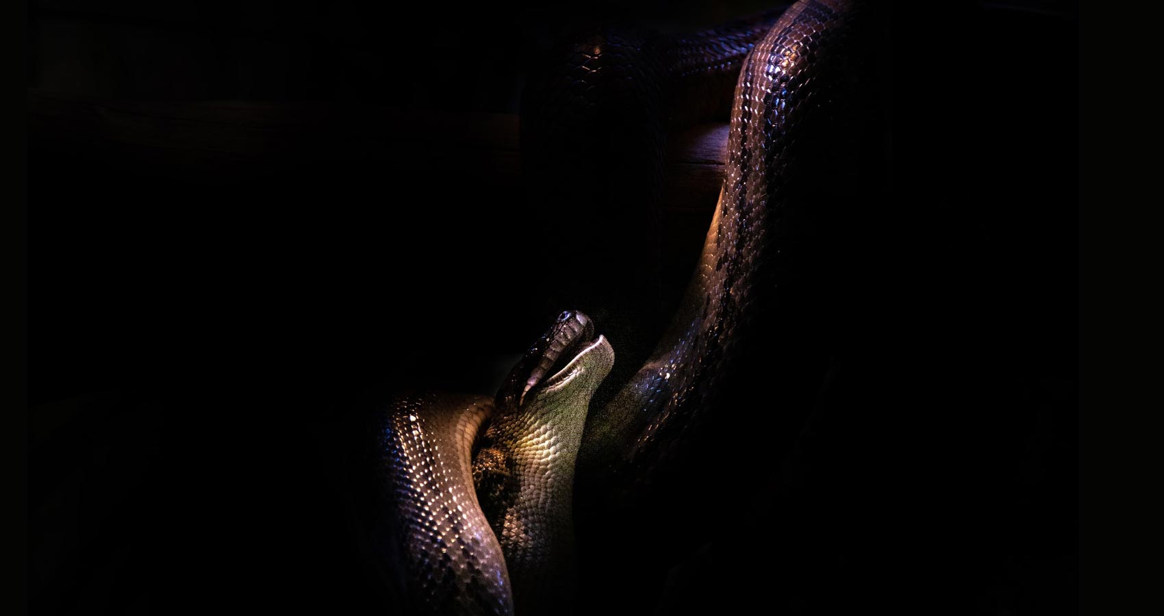 Tomorrow There Is A Snake, short story by S.C. Denton at Spillwords.com