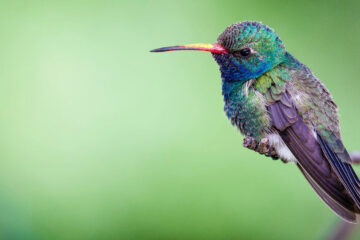 Colibri, a poem written by Carmen Frech Oliveri at Spillwords.com