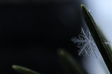 First Snowflake, a poem by Freya Pickard at Spillwords.com