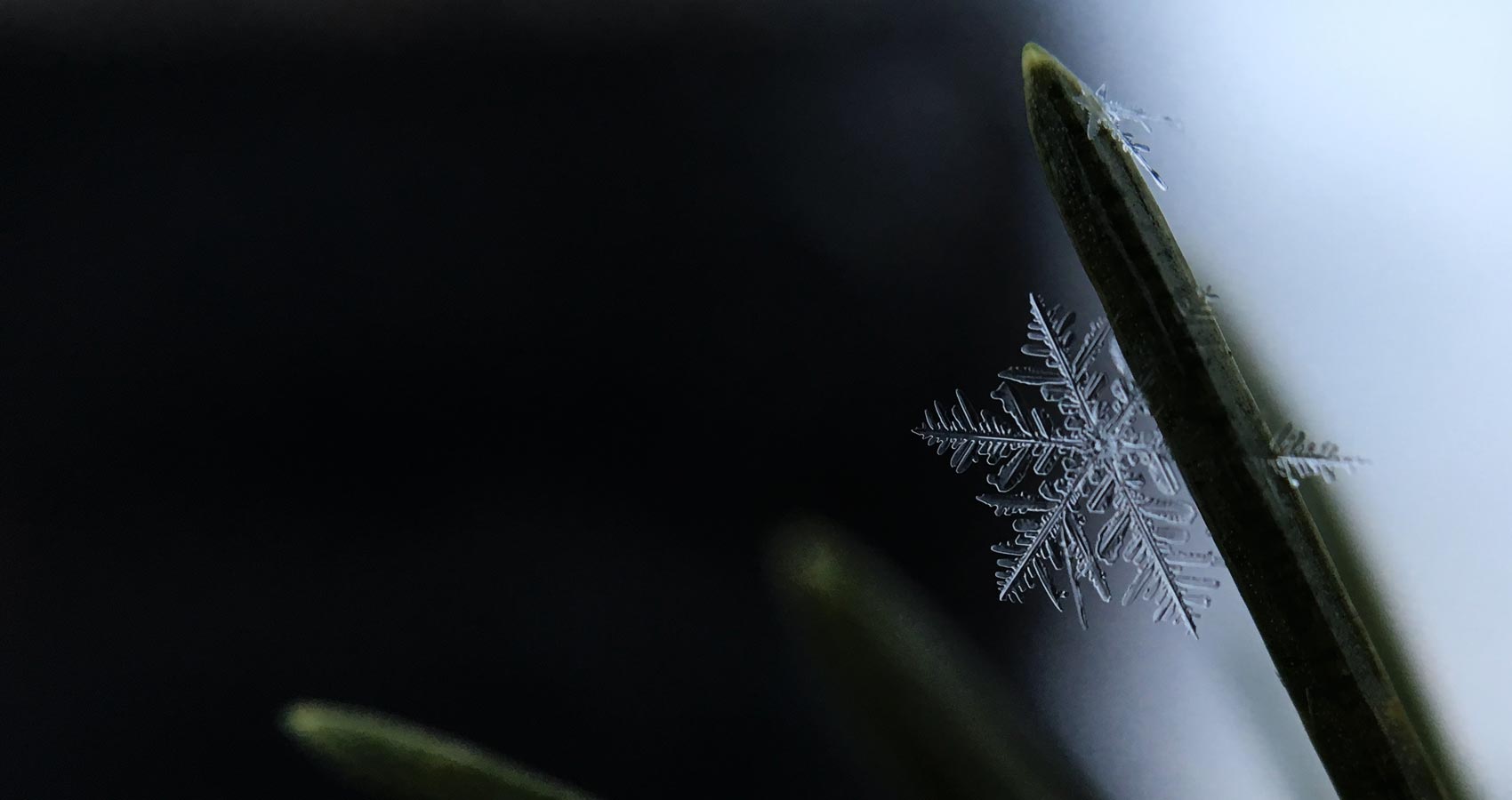 First Snowflake, a poem by Freya Pickard at Spillwords.com