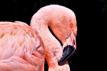 Even A Plain Chicken Could Become A Pink Flamingo One Day, a short story written by Valda Taurus at Spillwords.com