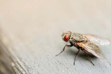 Merely A Fly, a poem written by Jane Briganti at Spillwords.com