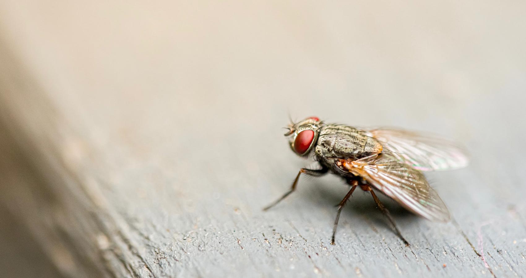 Merely A Fly, a poem written by Jane Briganti at Spillwords.com