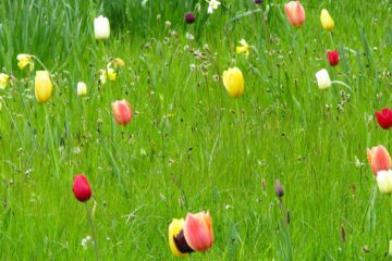 Spring Was Ever Thus, a poem by Roger Haydon at Spillwords.com