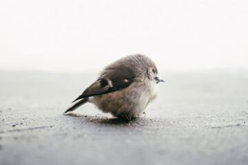 The Little Sparrow, a short story by Nafisa Shabbir at Spillwords.com