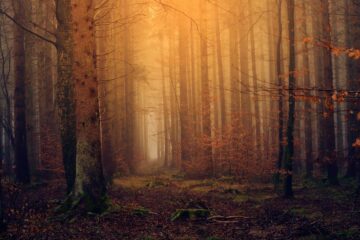 The Path in The Woods, a poetry by Dr. K. K. Matthew at Spillwords.com