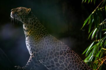 The Spots' Leopard, a poem written by Away With Words at Spillwords.com