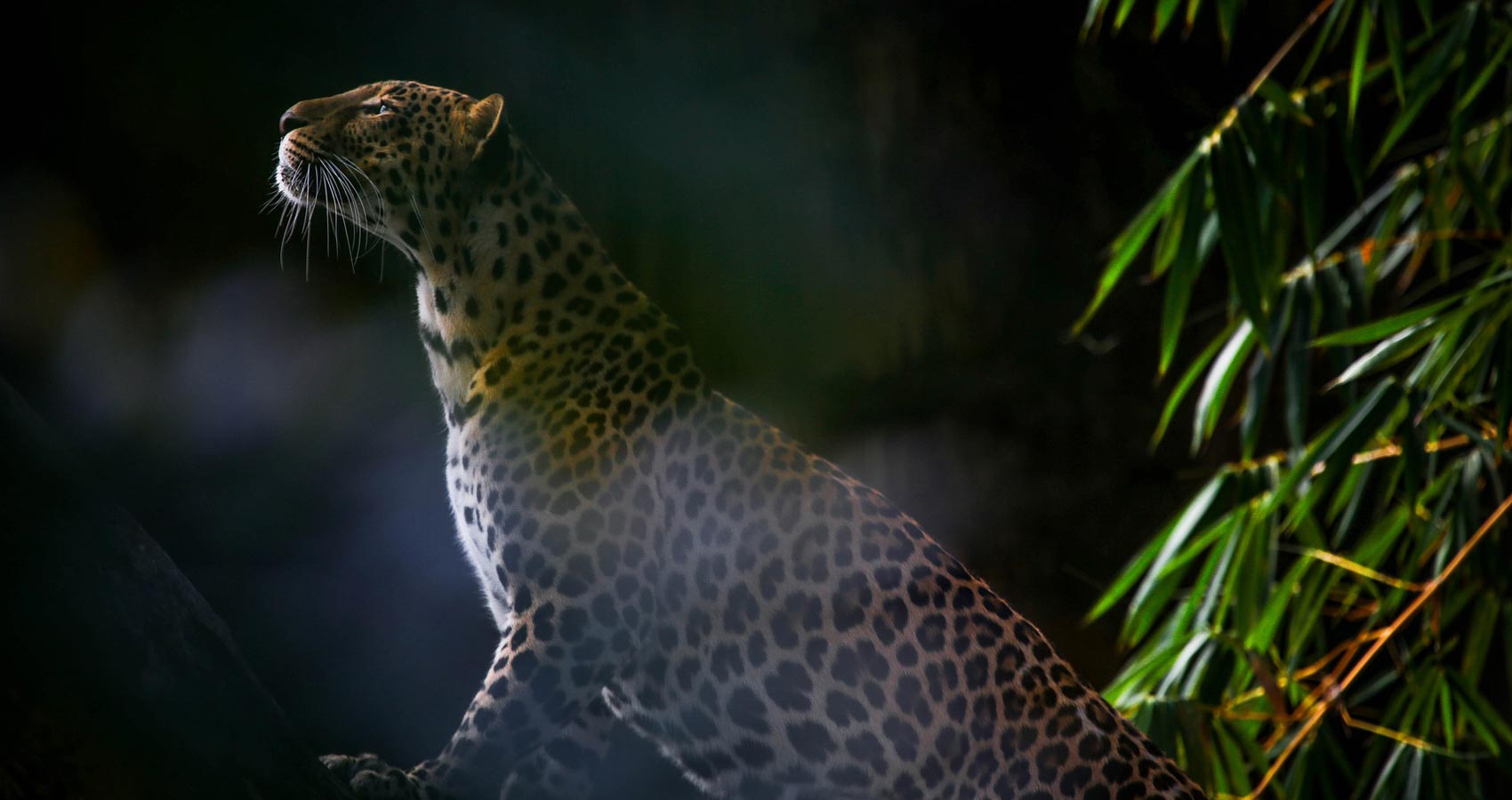 The Spots' Leopard, a poem written by Away With Words at Spillwords.com