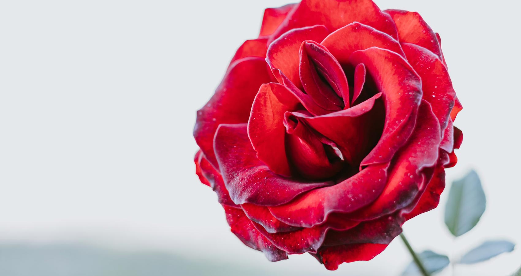Crimson Rose, a poem by Agnieszka Kuśmierczuk at Spillwords.com