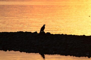 Just Like An Eagle, prose by Simone Solito at Spillwords.com