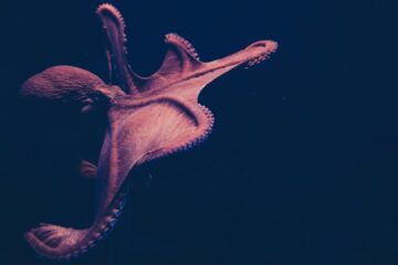 Octopus Damsel, a poem by Milagros Vilaplana at Spillwords.com