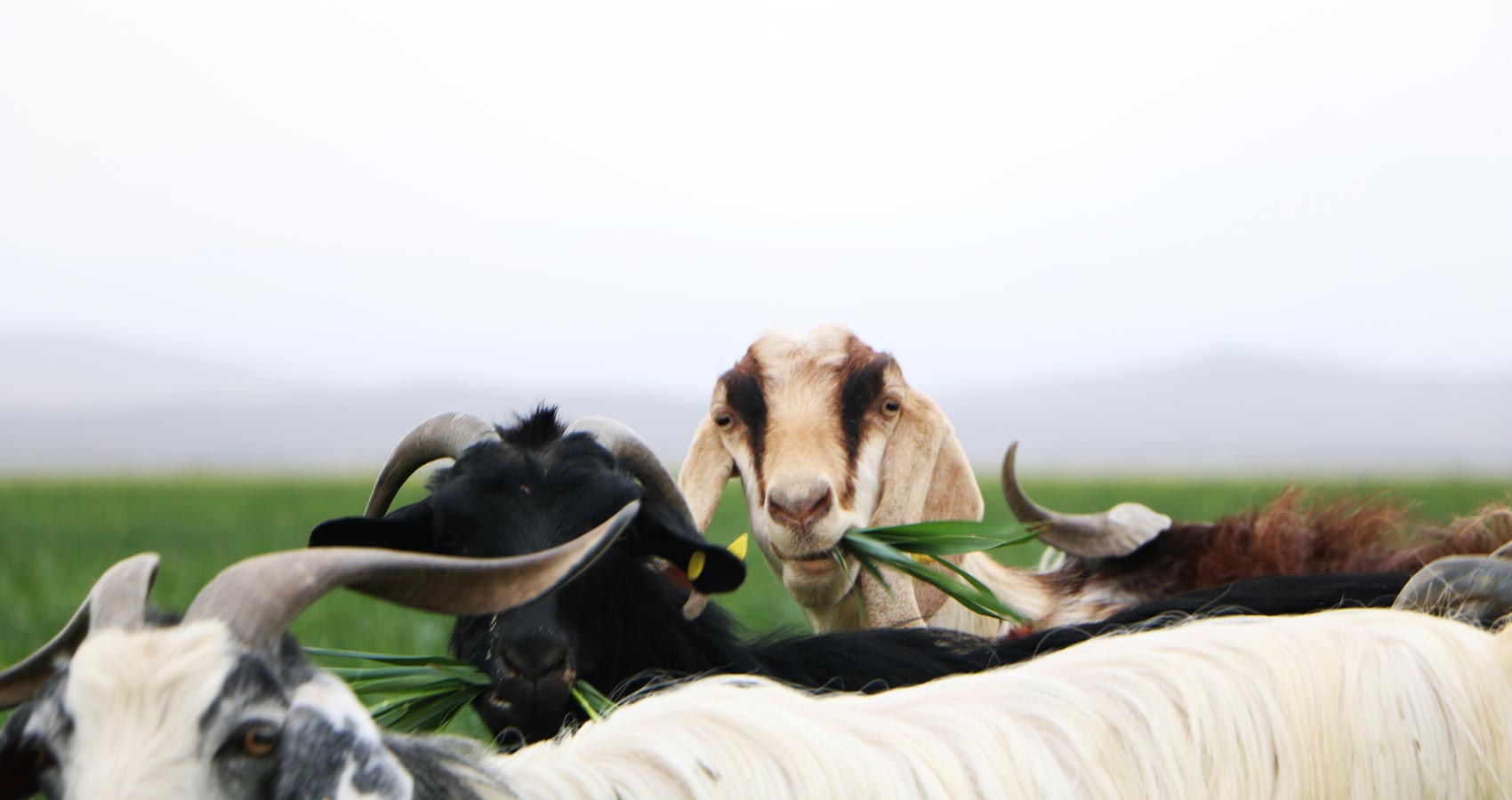 The Goat Woman of Mandi Road, shot story by Chitra Gopalakrishnan at Spillwords.com