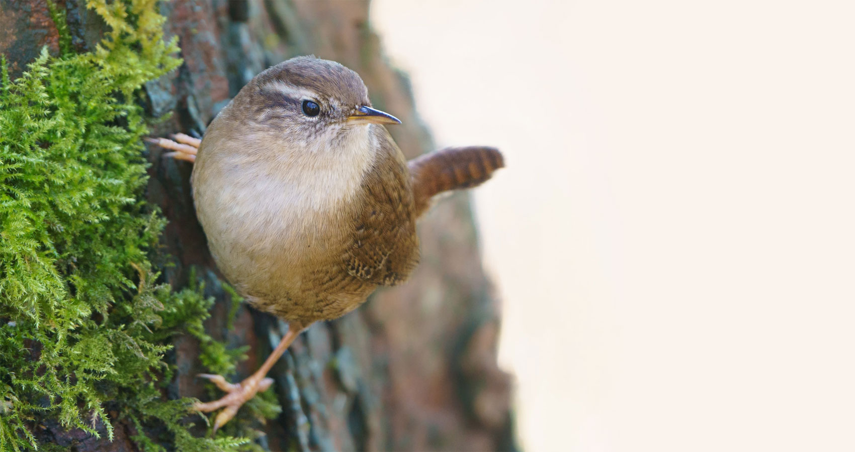 The Wren, a poem by Clive Grewcock at Spillwords.com