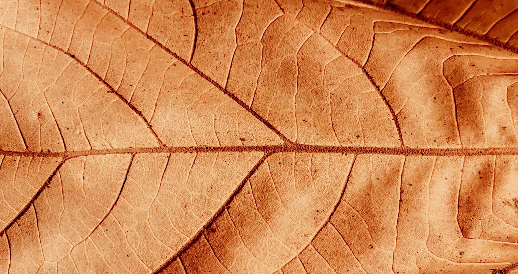 A Leaf, a poem written by Kalpna Singh-Chitnis at Spillwords.com